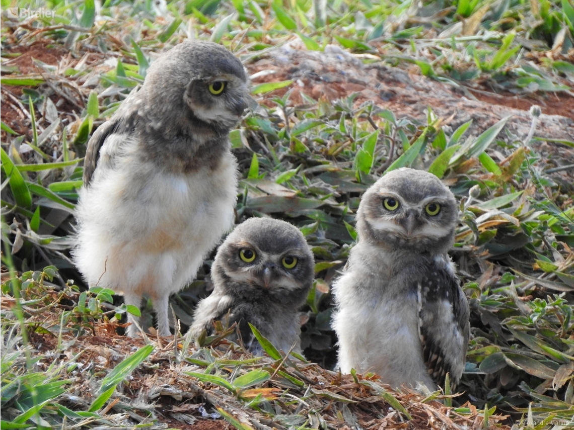 Athene cunicularia