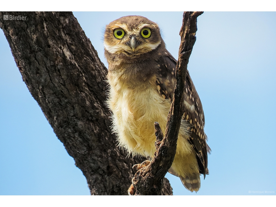 Athene cunicularia