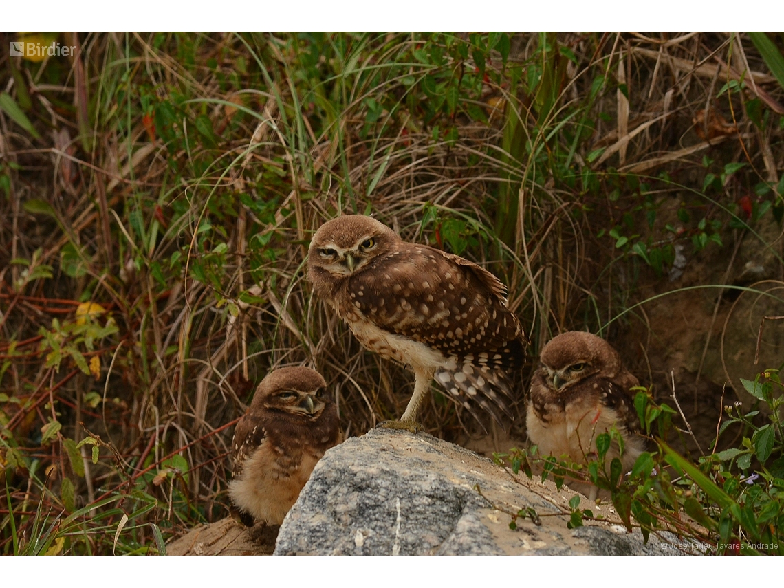 Athene cunicularia