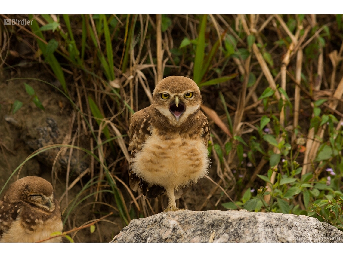 Athene cunicularia