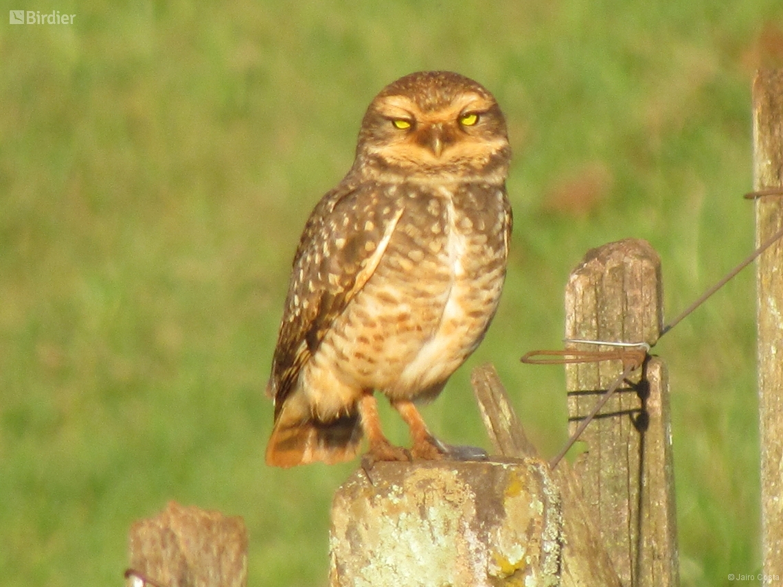 Athene cunicularia