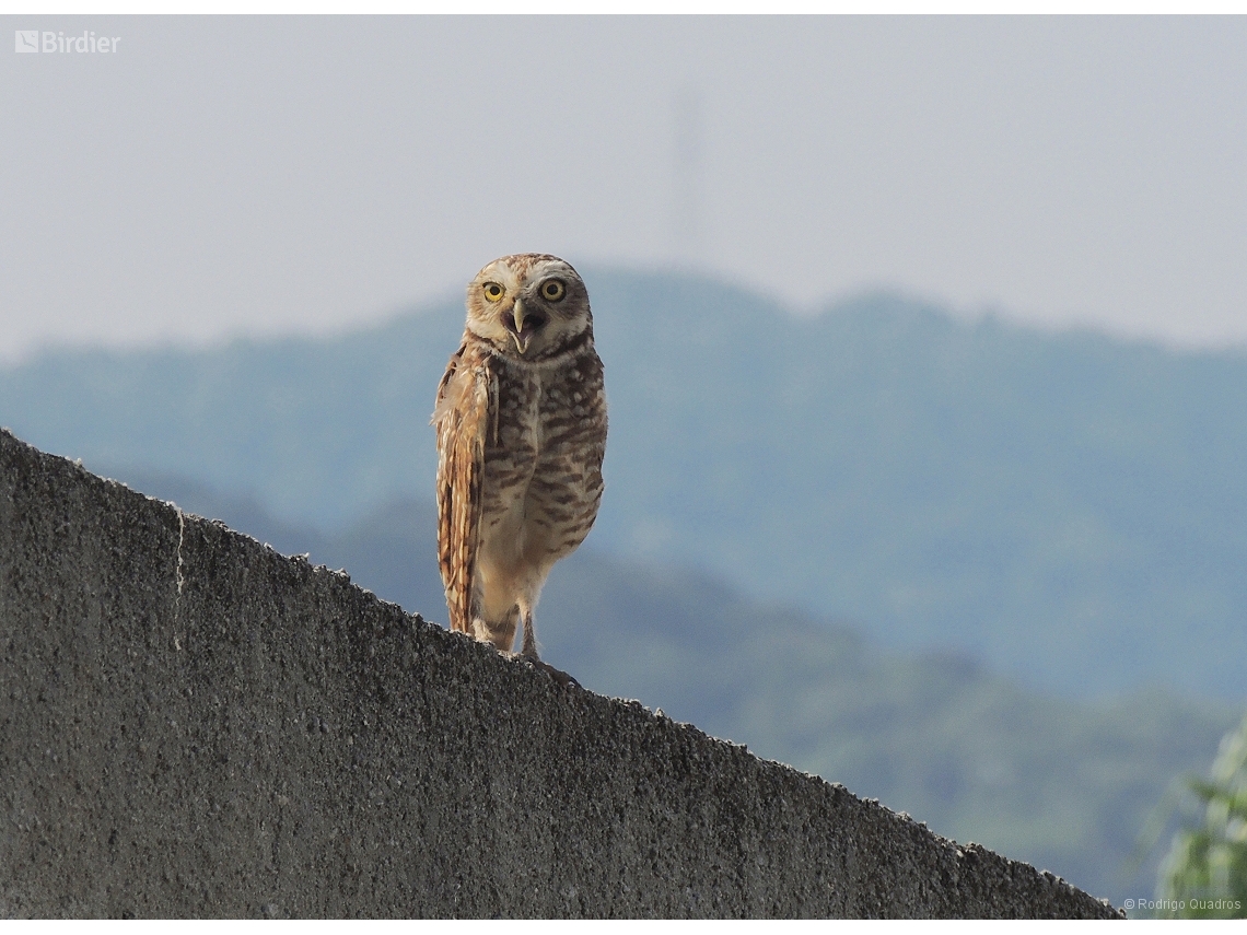 Athene cunicularia