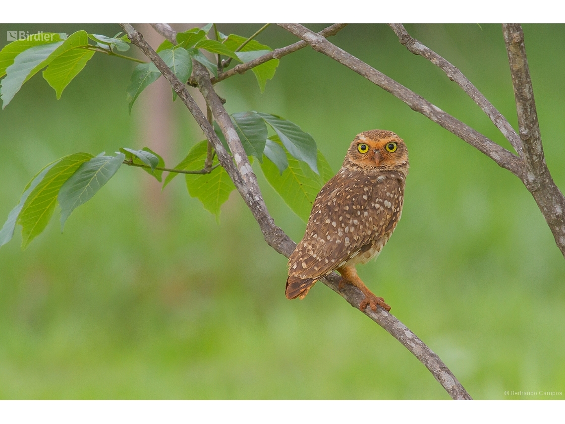 Athene cunicularia