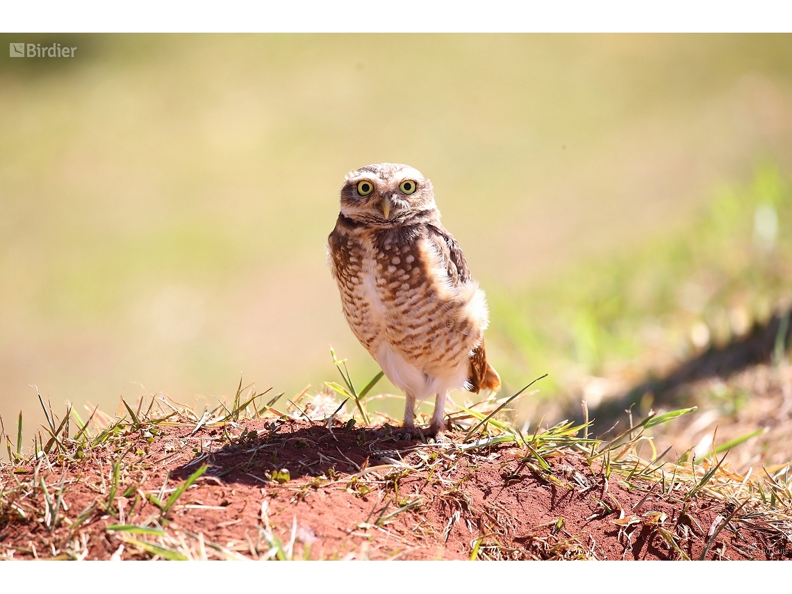 Athene cunicularia