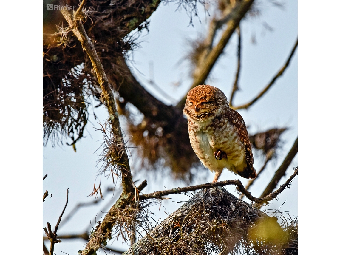 Athene cunicularia