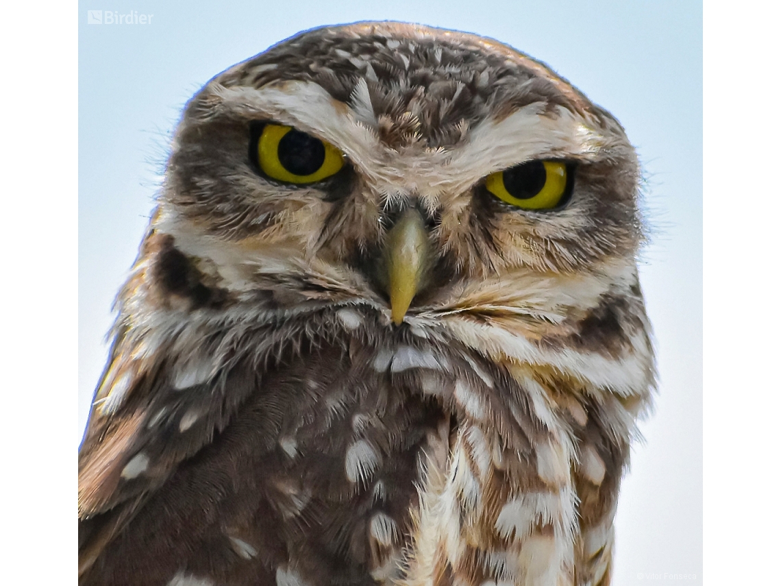 Athene cunicularia