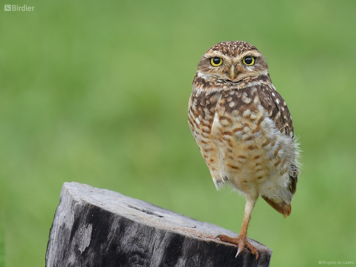 Athene cunicularia