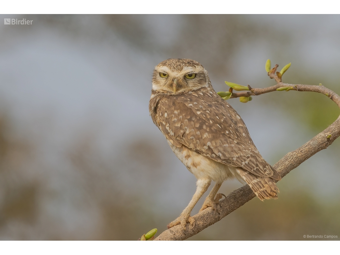 Athene cunicularia