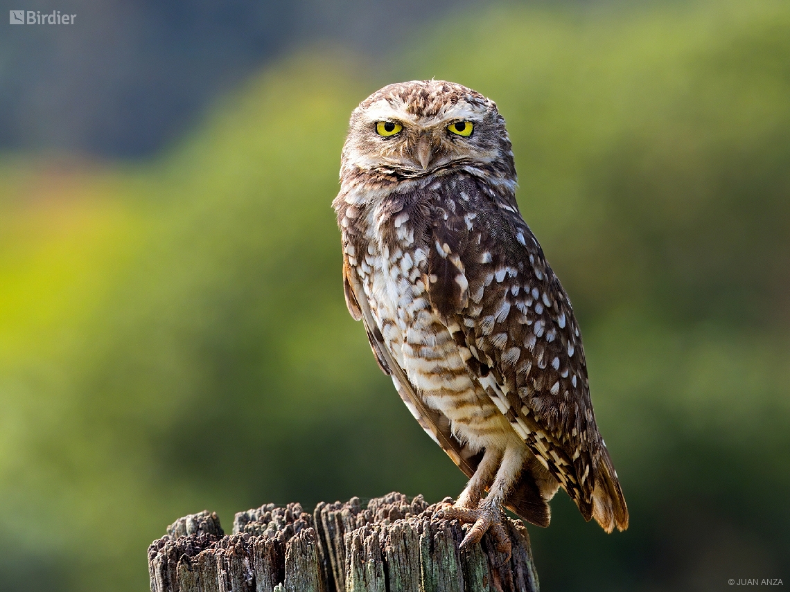 Athene cunicularia