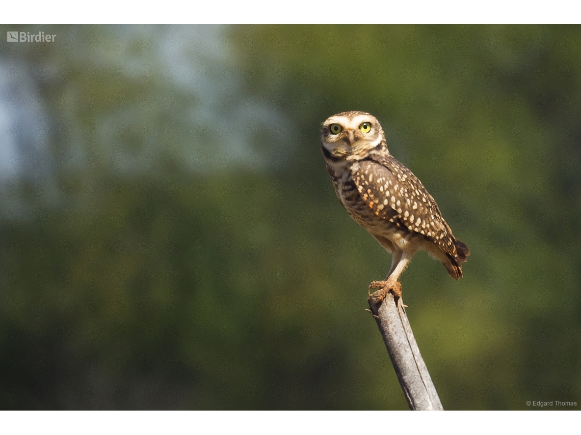 Athene cunicularia
