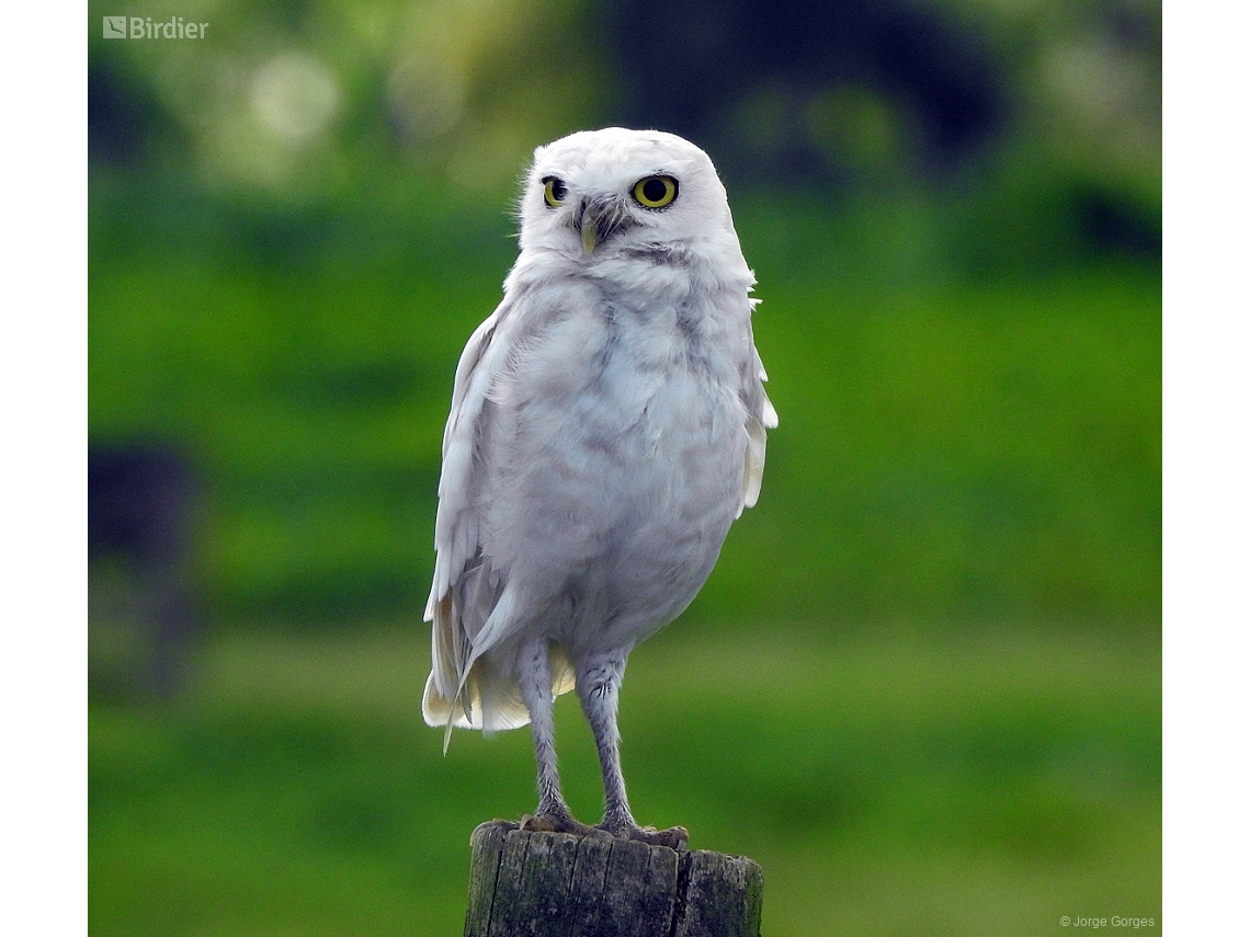 Athene cunicularia