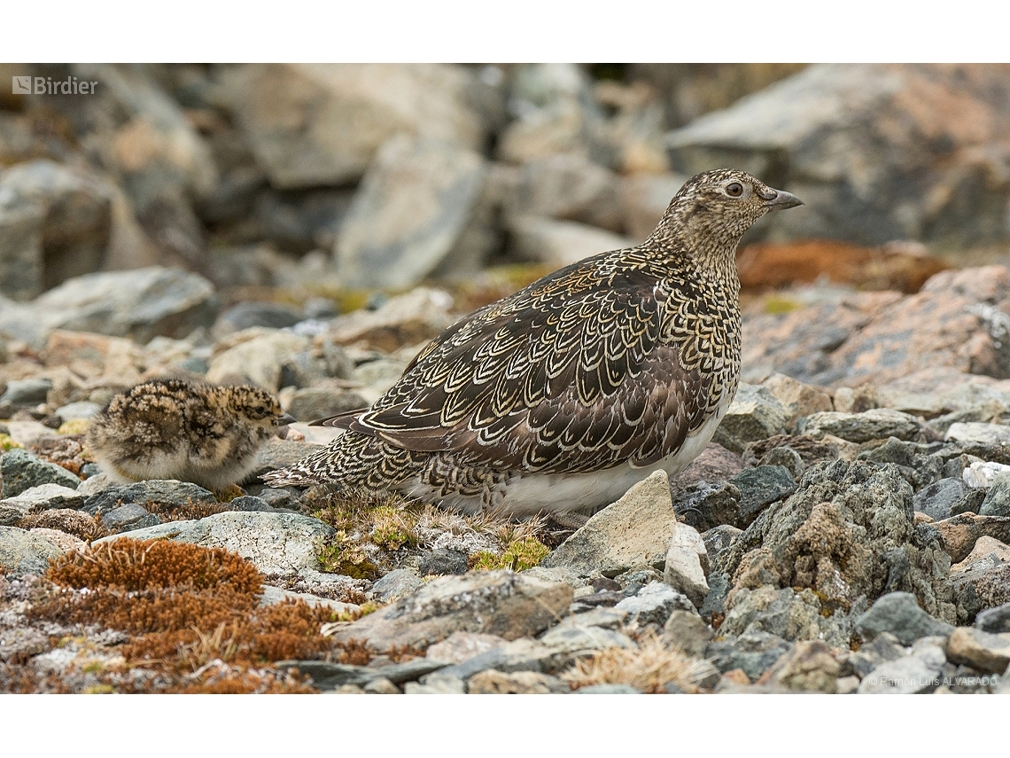 Attagis malouinus