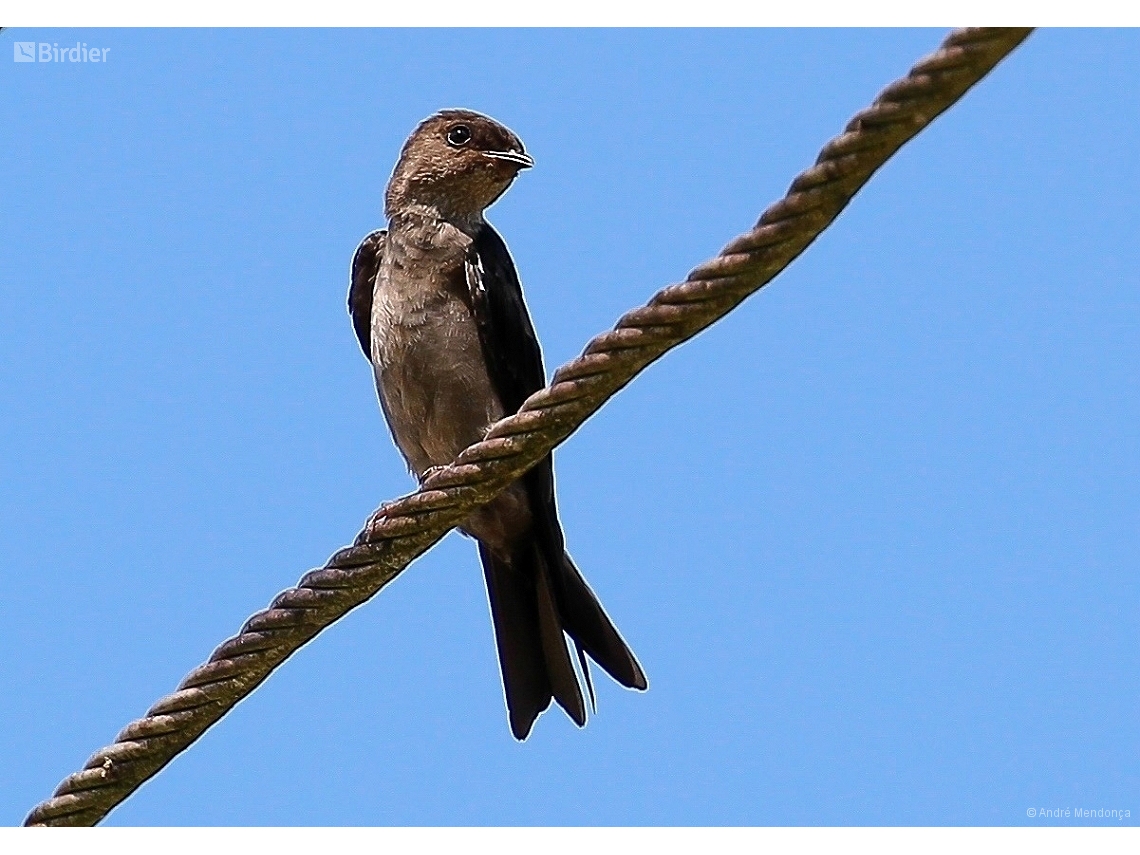 Atticora tibialis