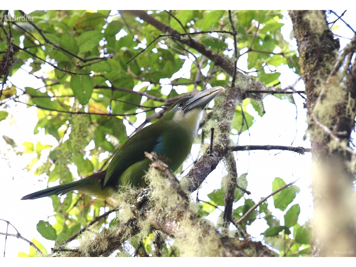 Aulacorhynchus coeruleicinctis