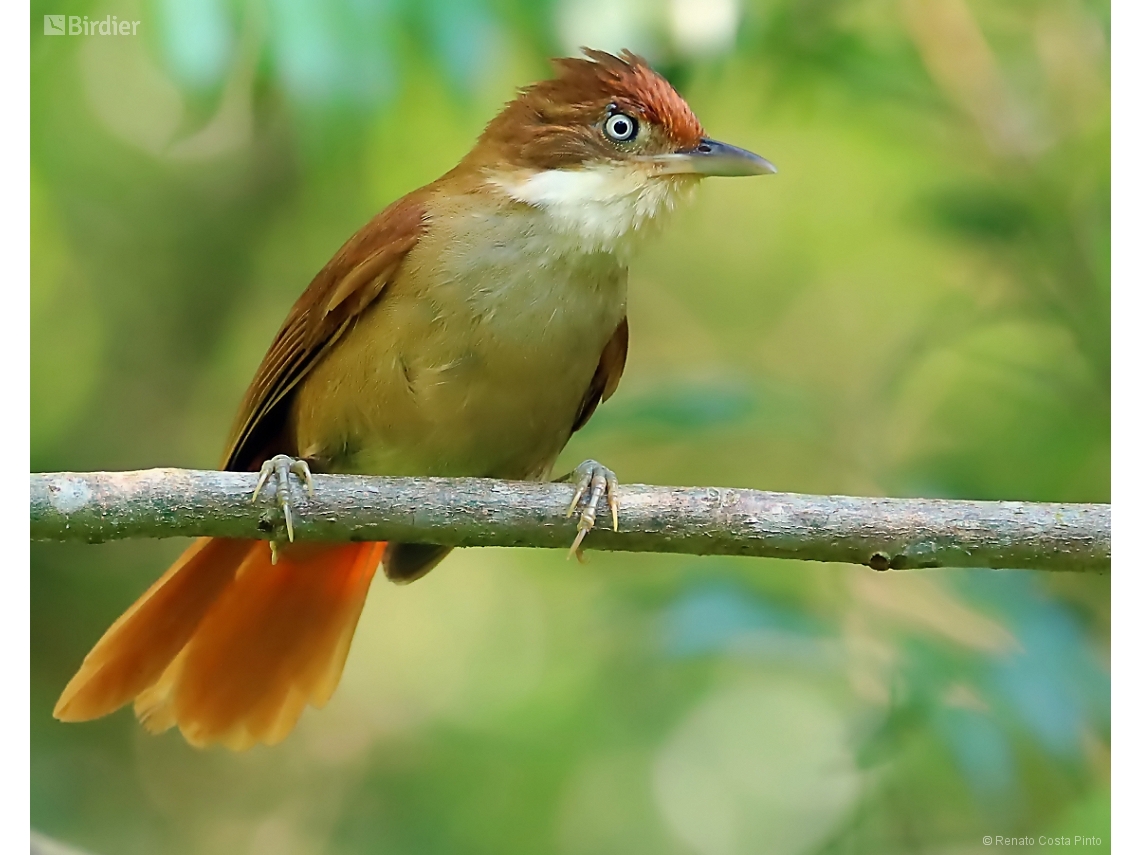 Automolus leucophthalmus