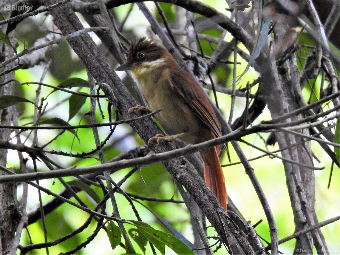 Automolus leucophthalmus