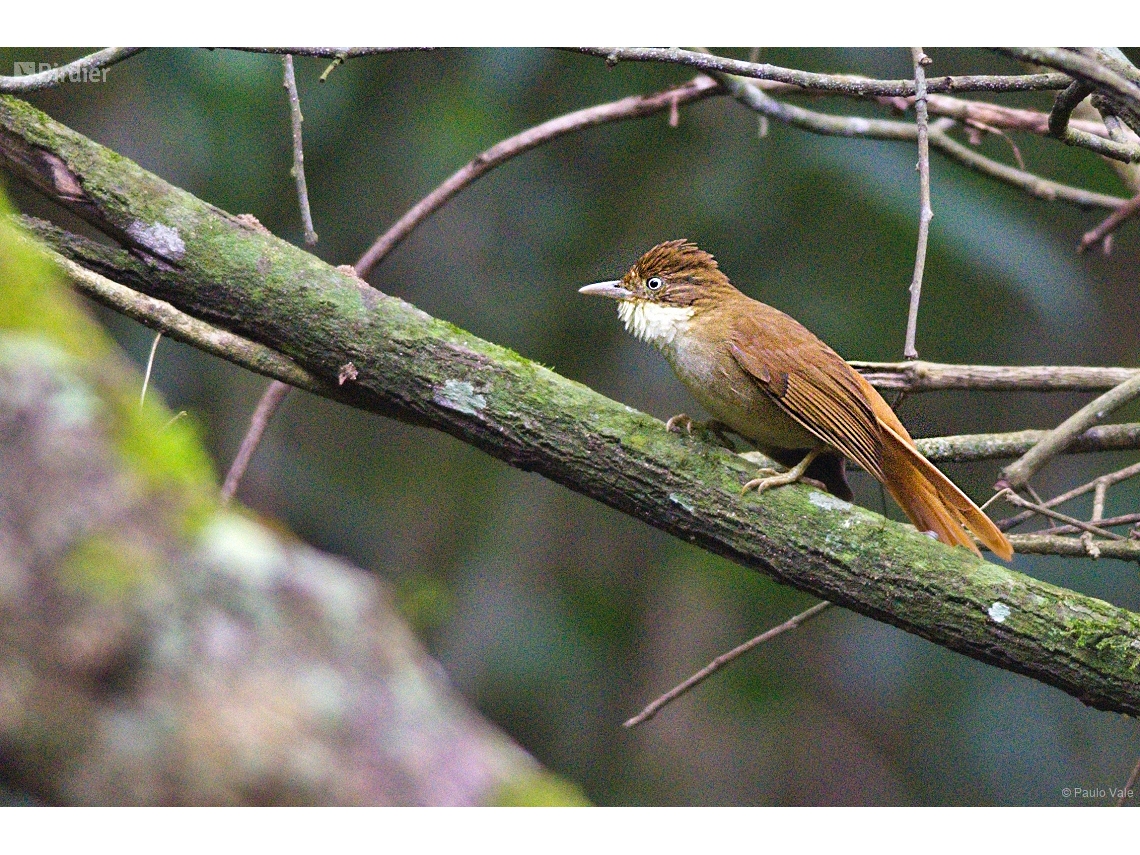 Automolus leucophthalmus