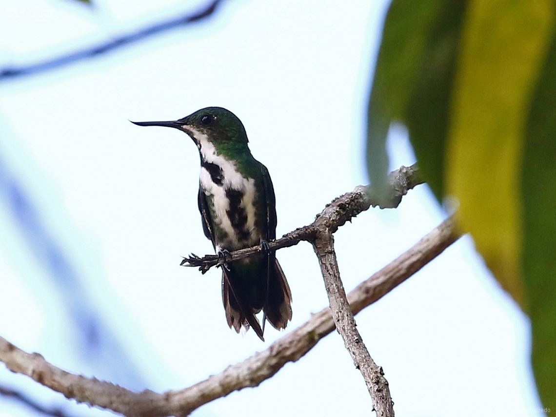 Avocettula recurvirostris