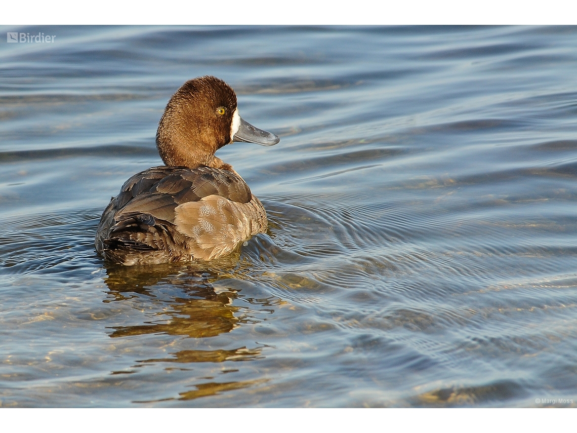 Aythya affinis