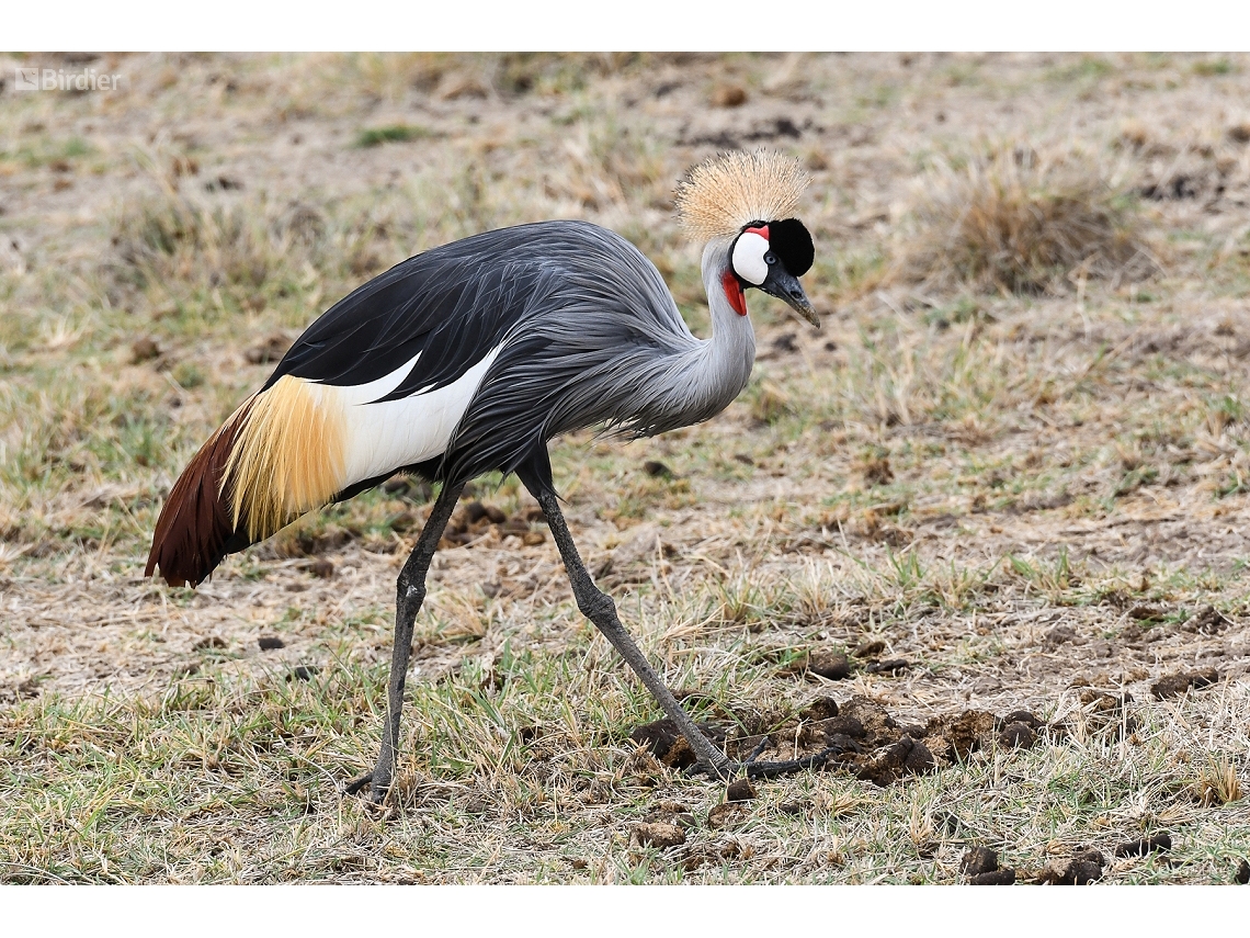 Balearica regulorum