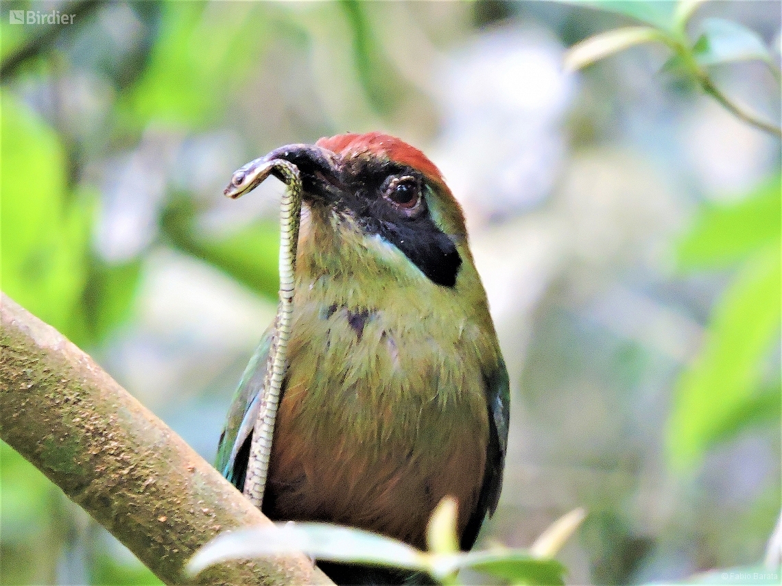 Baryphthengus ruficapillus