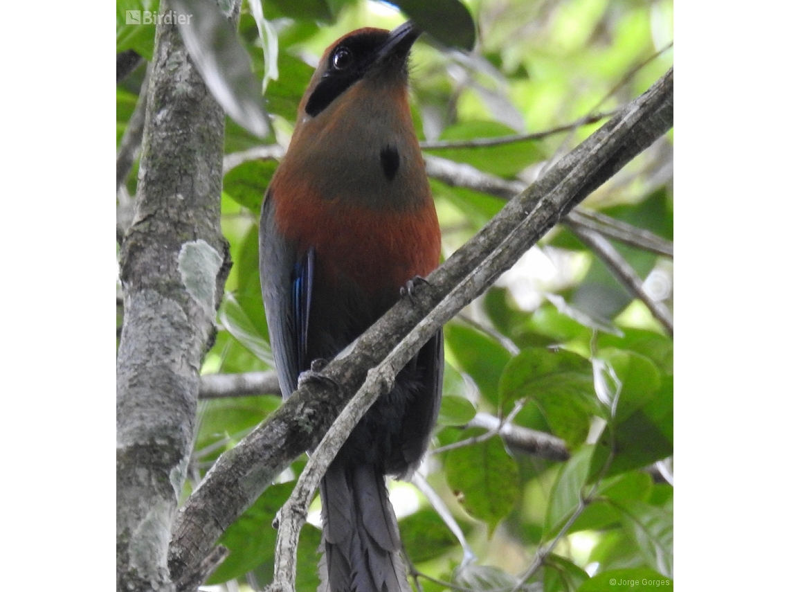 Baryphthengus ruficapillus