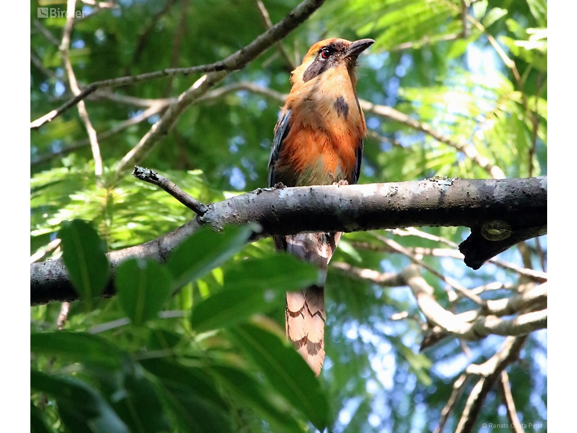 Baryphthengus ruficapillus