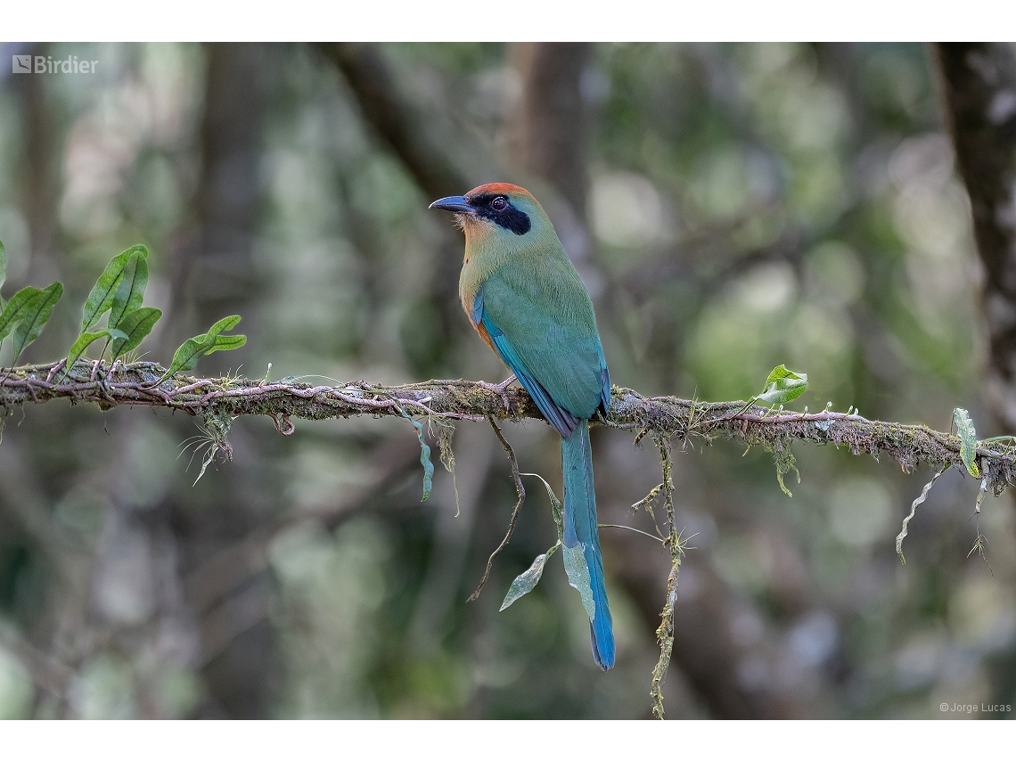 Baryphthengus ruficapillus