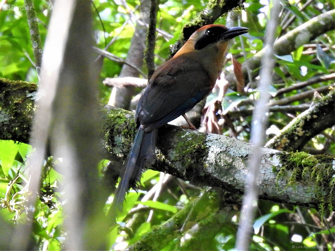 Baryphthengus ruficapillus