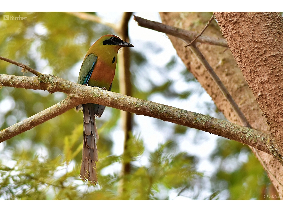 Baryphthengus ruficapillus