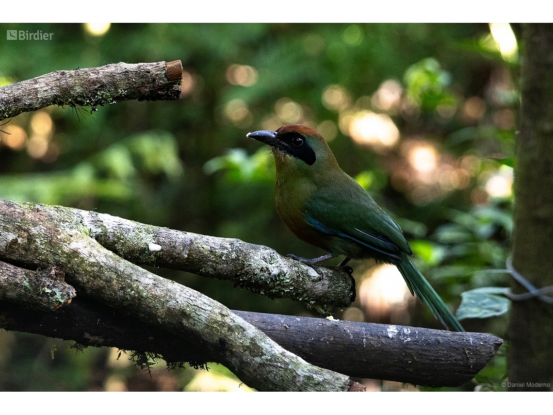 Baryphthengus ruficapillus