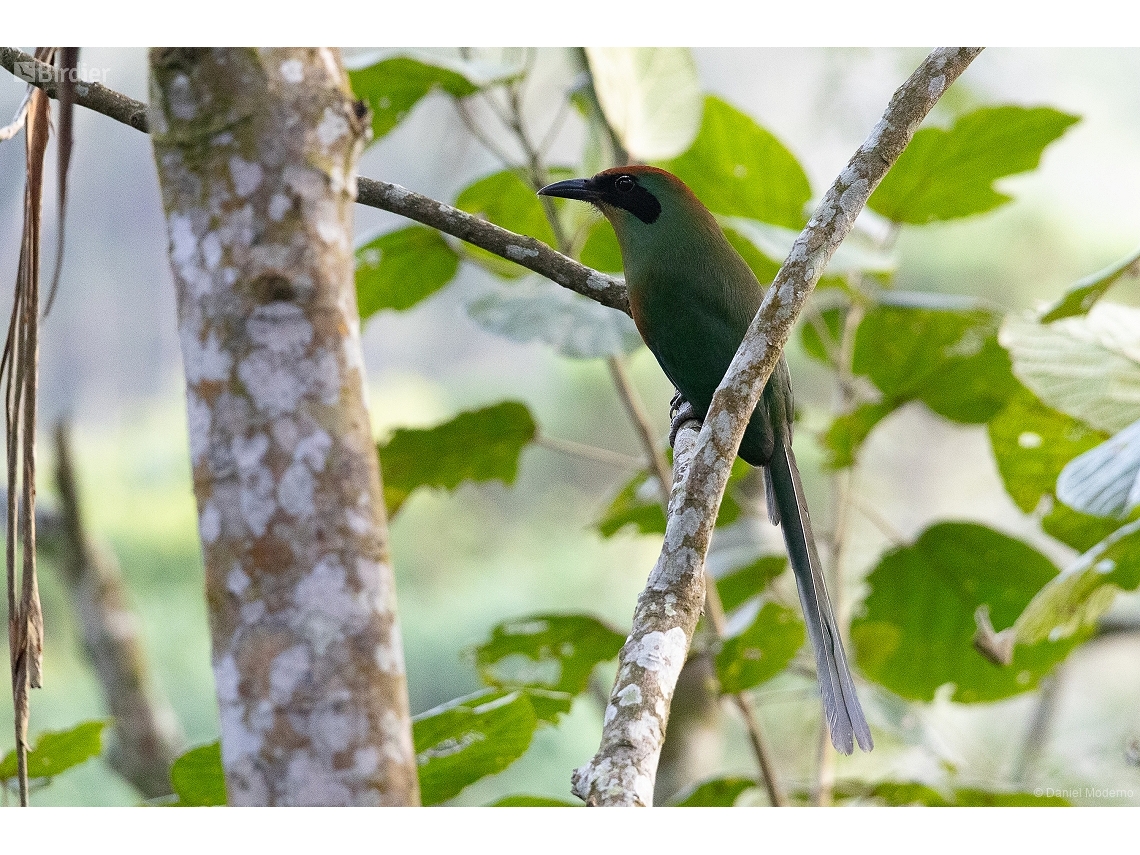 Baryphthengus ruficapillus