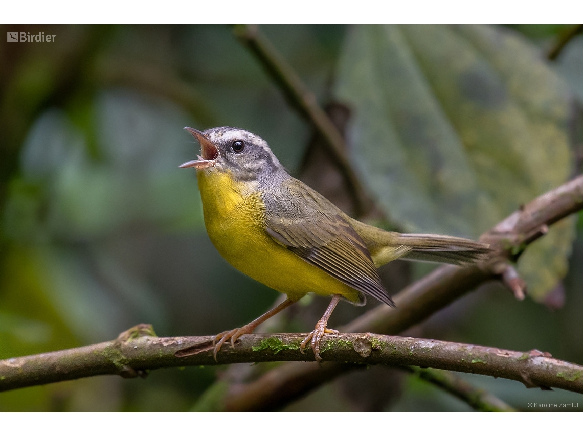 Basileuterus culicivorus