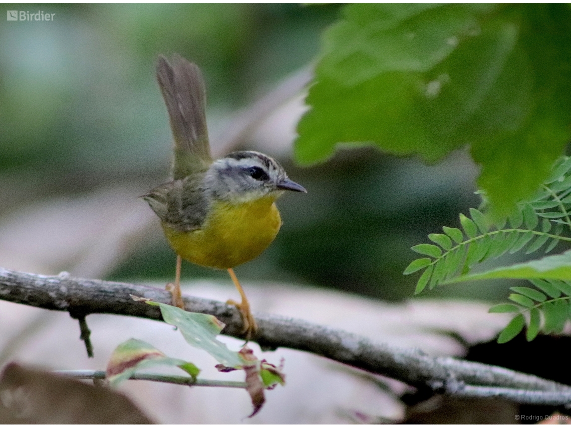 Basileuterus culicivorus