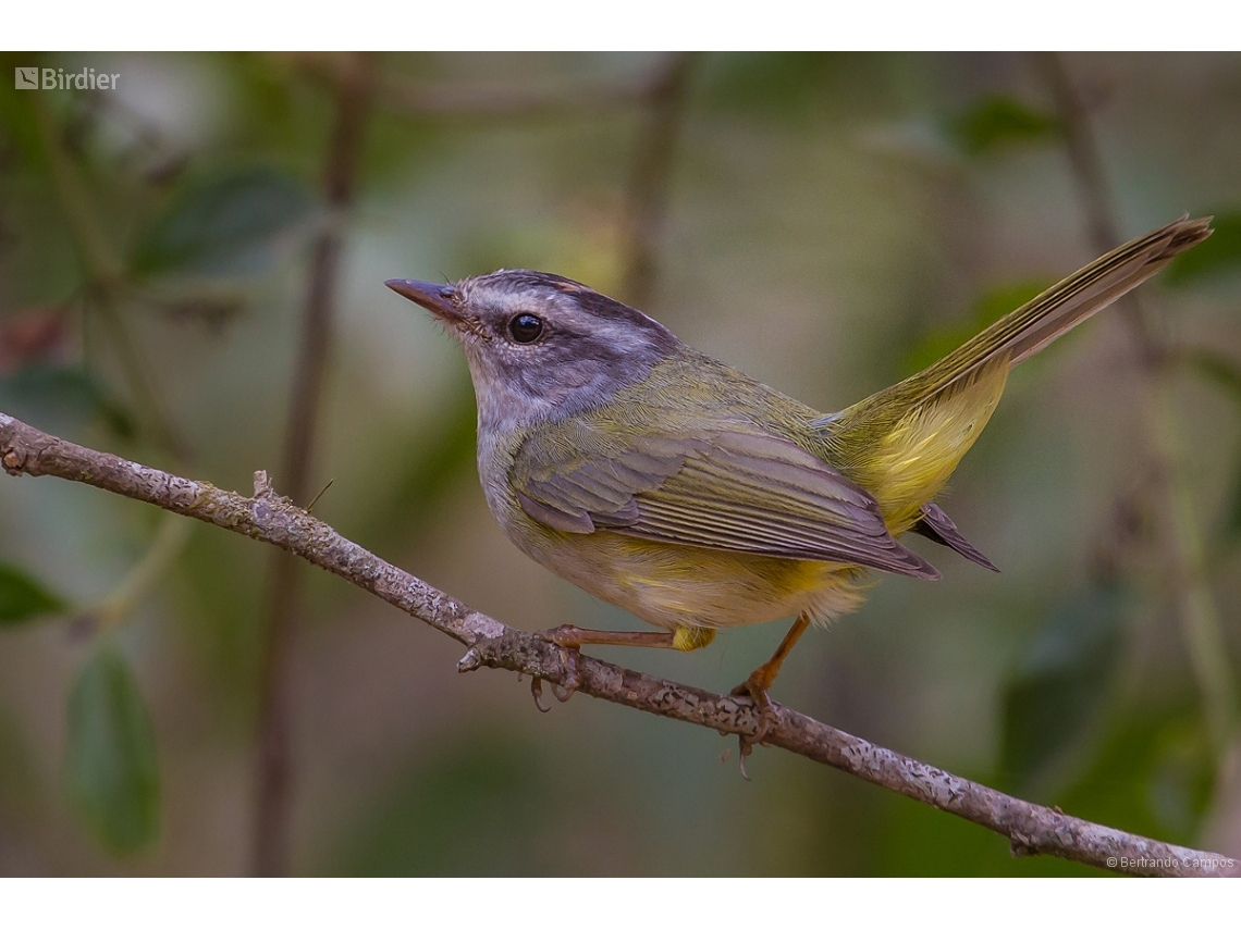 Basileuterus culicivorus