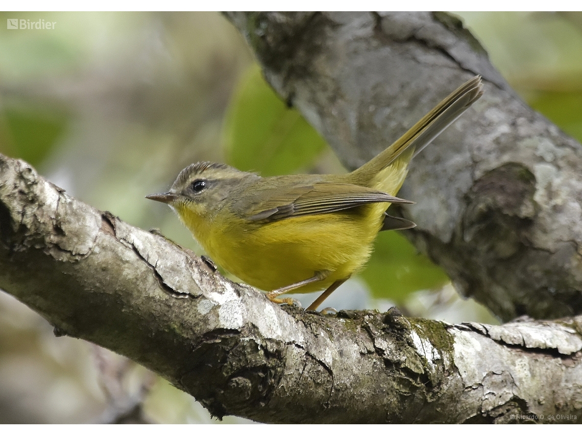 Basileuterus culicivorus