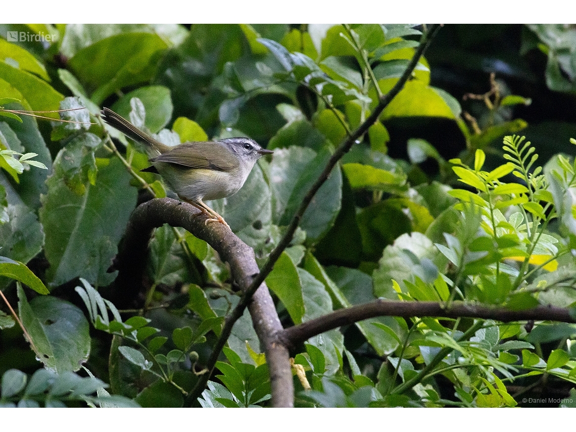 Basileuterus culicivorus