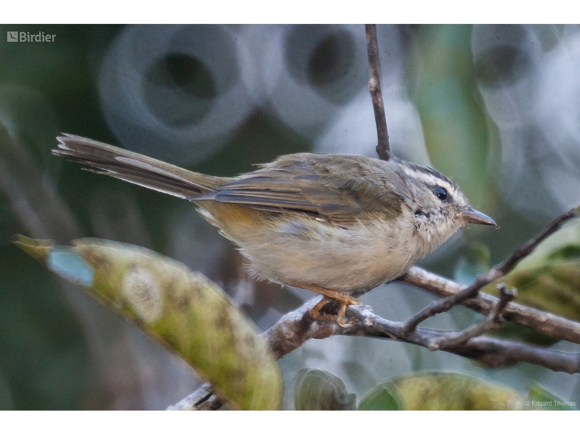 Basileuterus culicivorus
