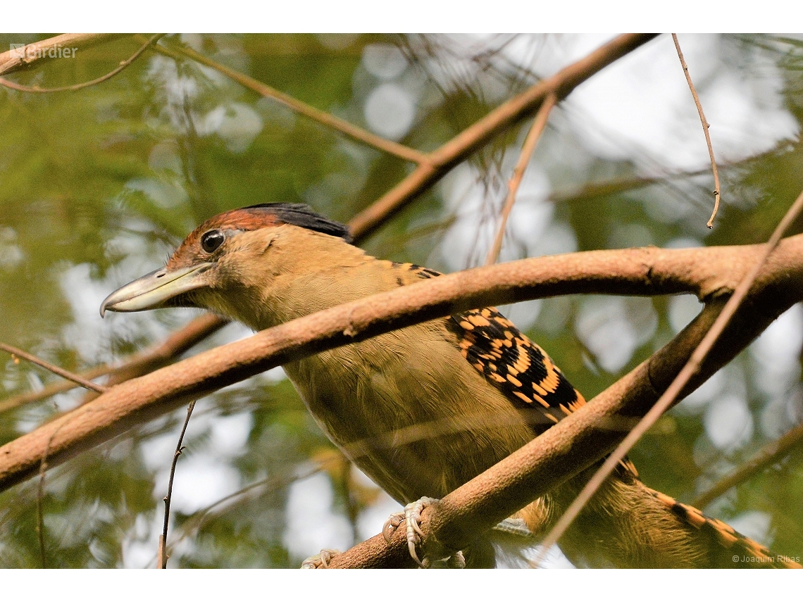 Batara cinerea