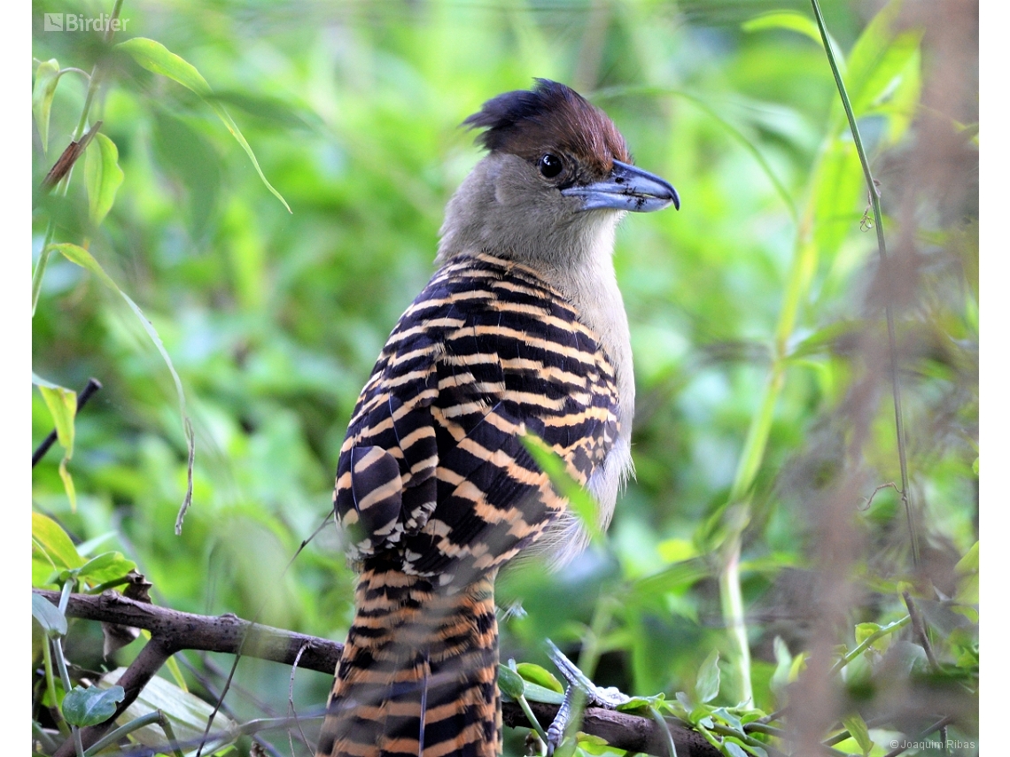 Batara cinerea