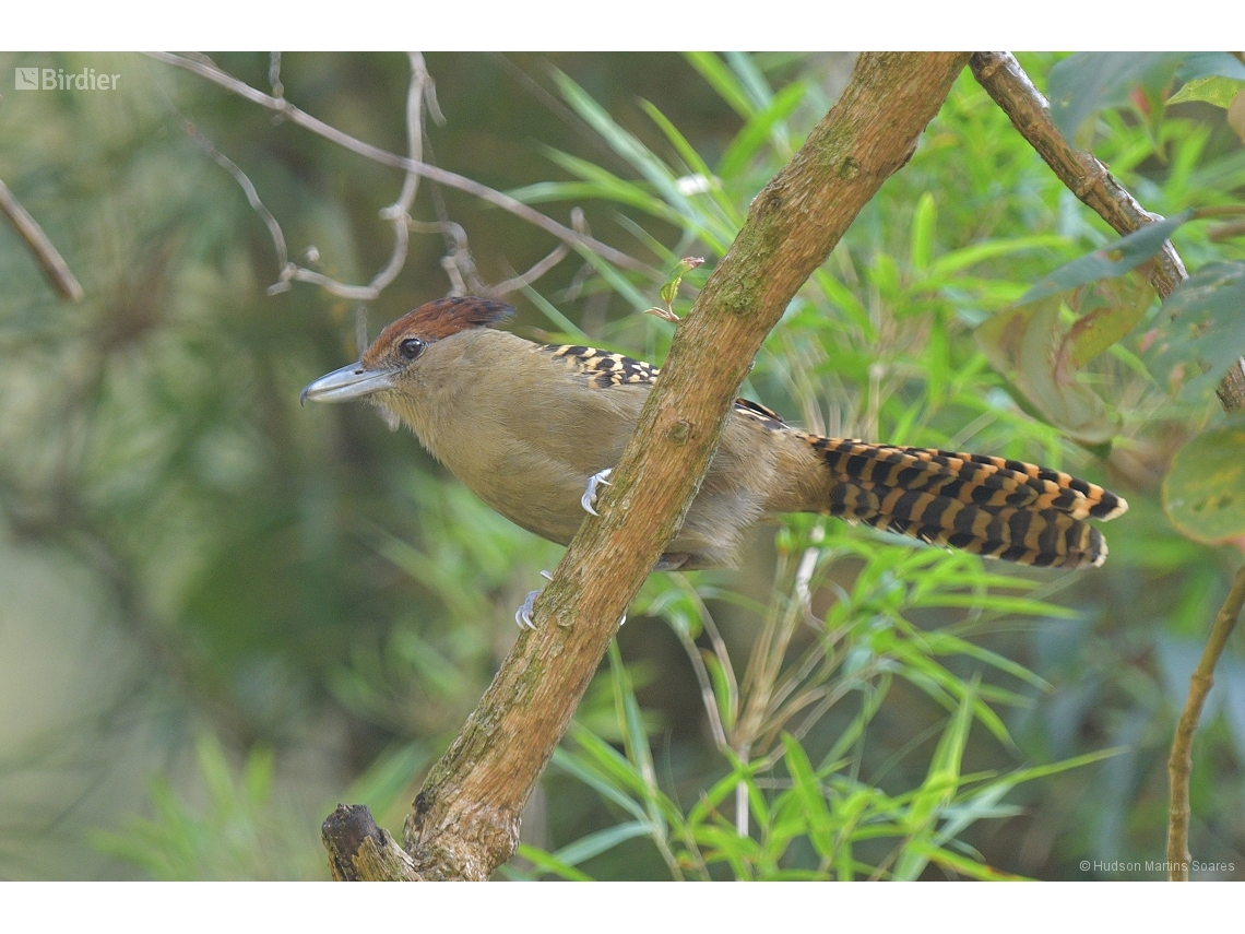 Batara cinerea