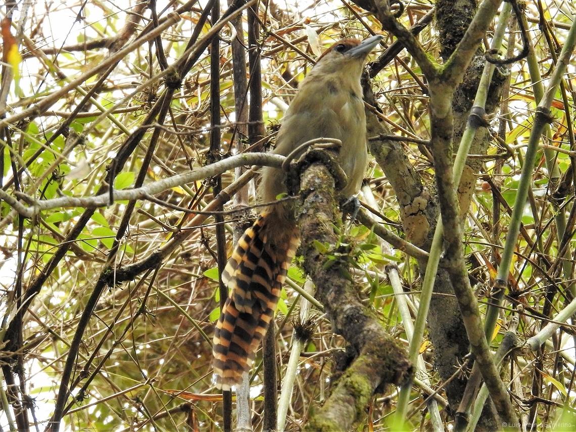 Batara cinerea