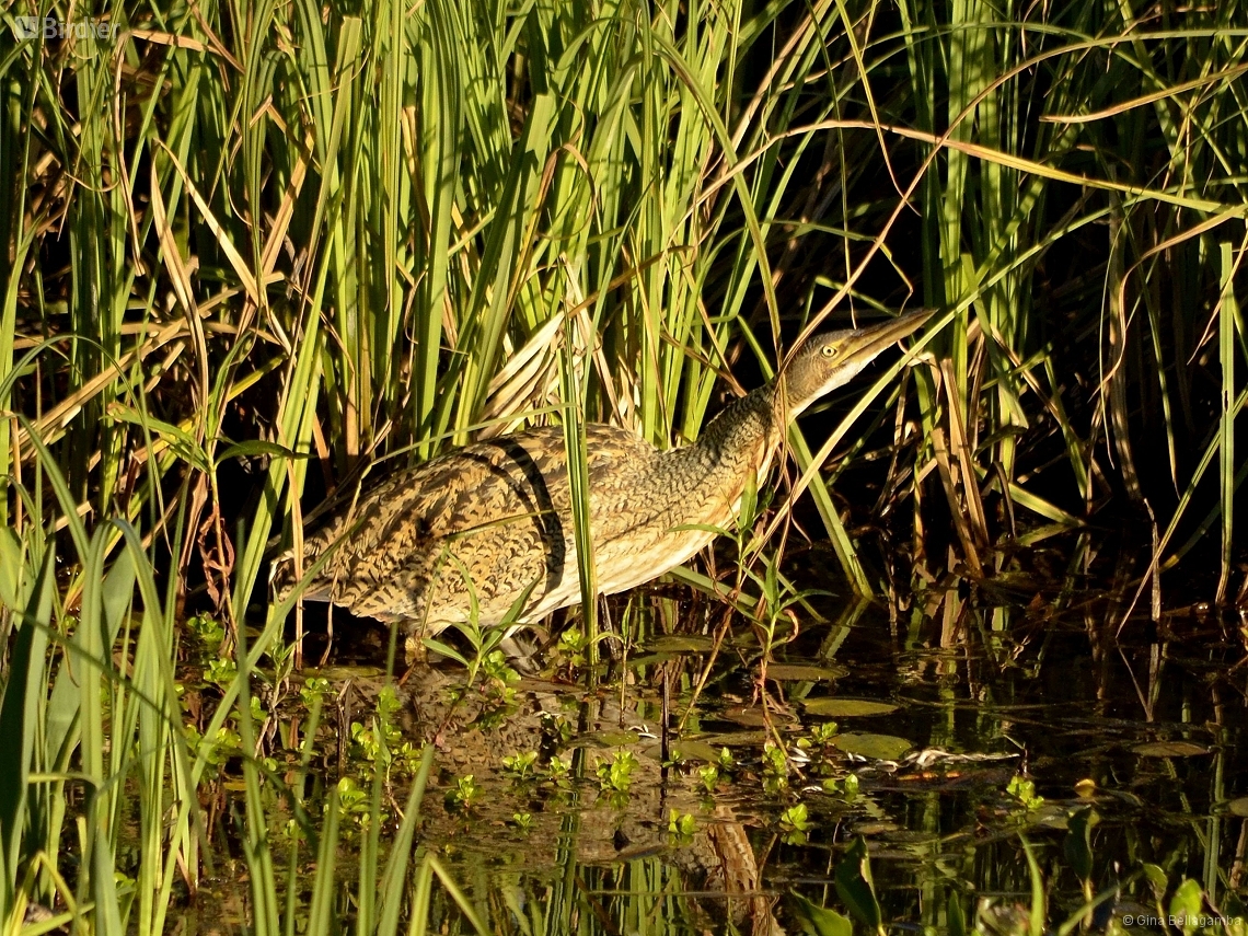 Botaurus pinnatus