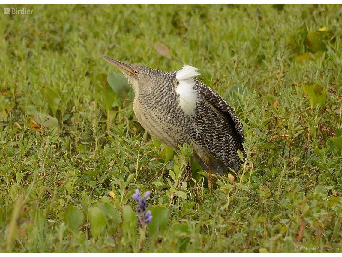 Botaurus pinnatus