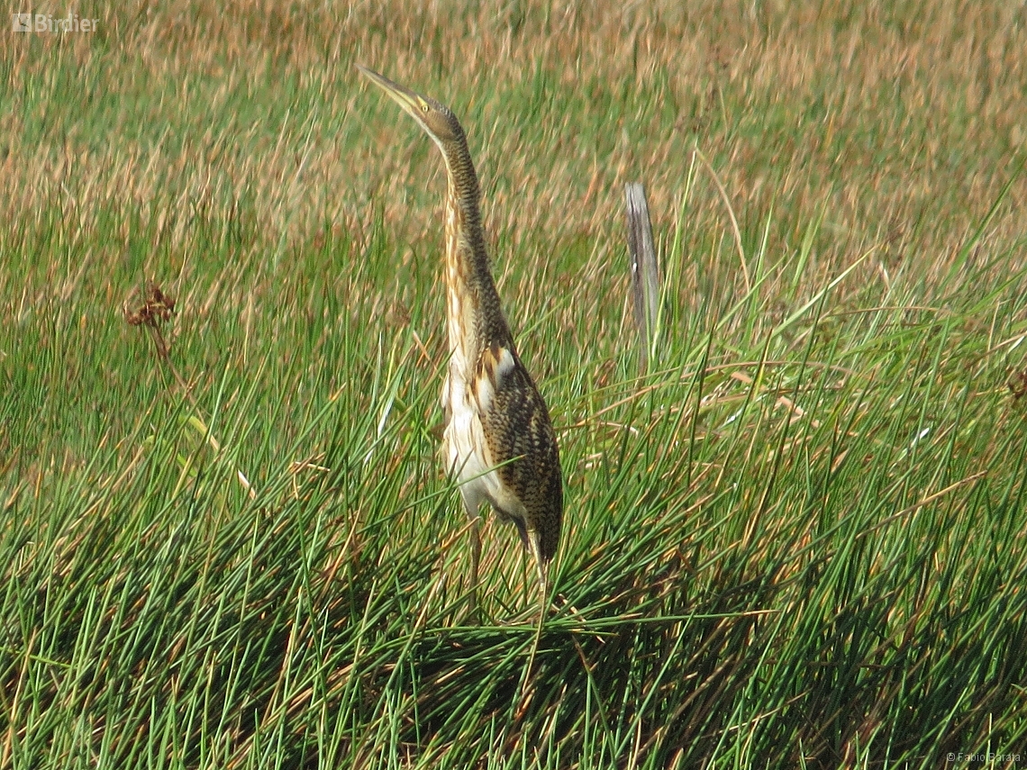 Botaurus pinnatus