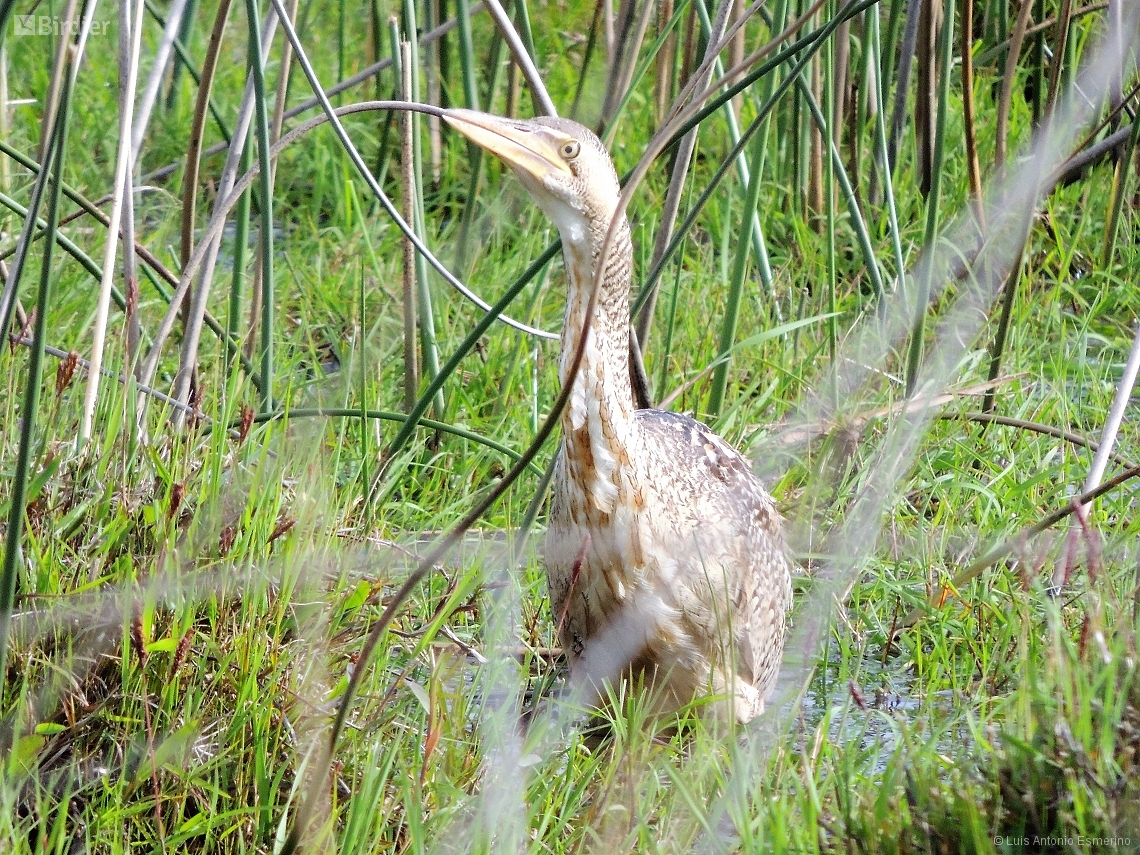 Botaurus pinnatus