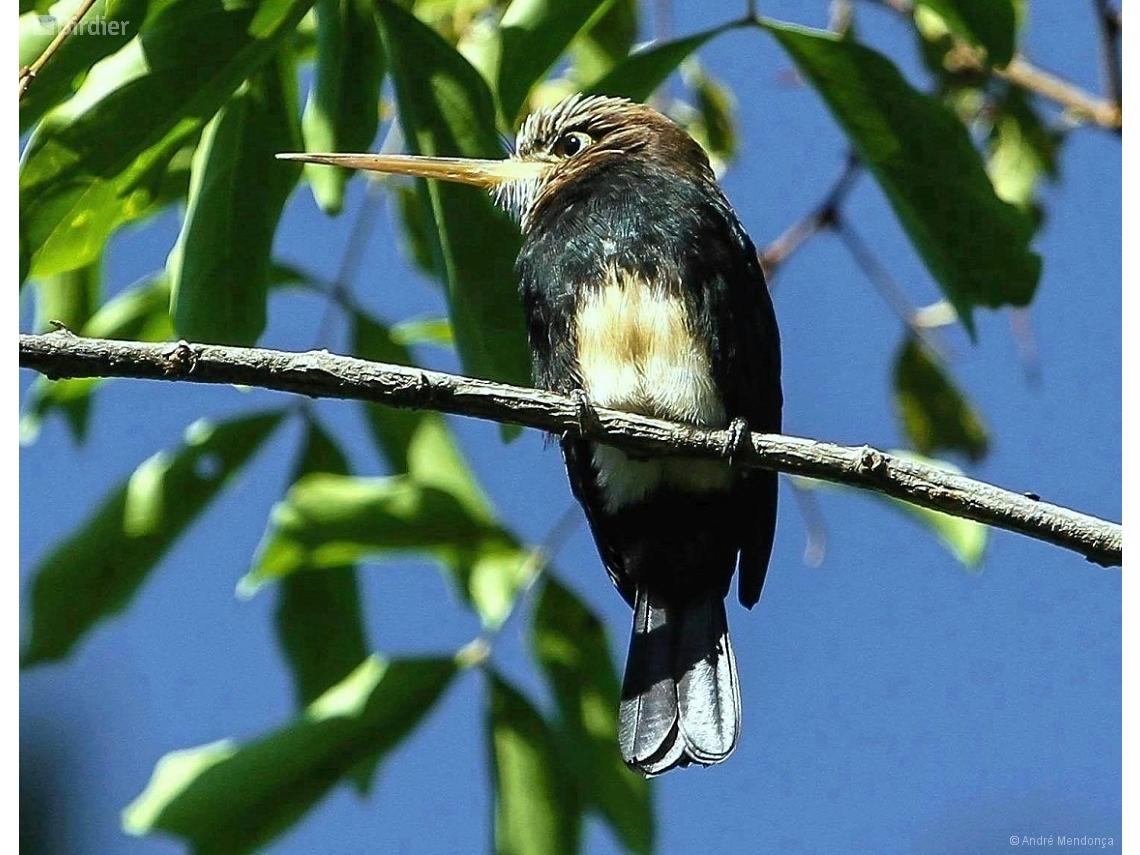 Brachygalba lugubris