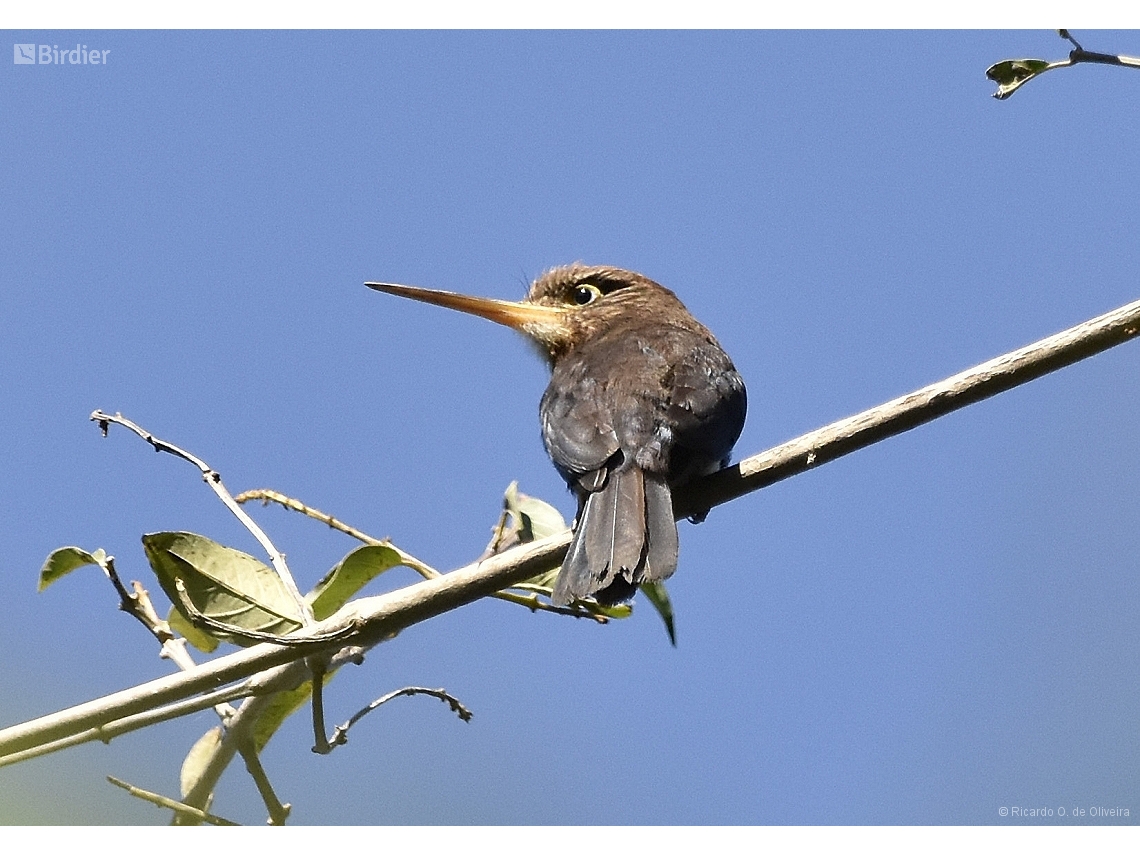 Brachygalba lugubris