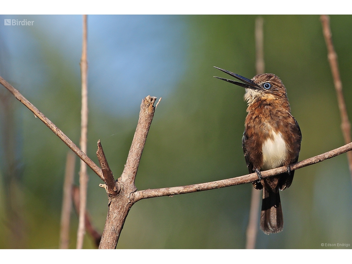 Brachygalba lugubris