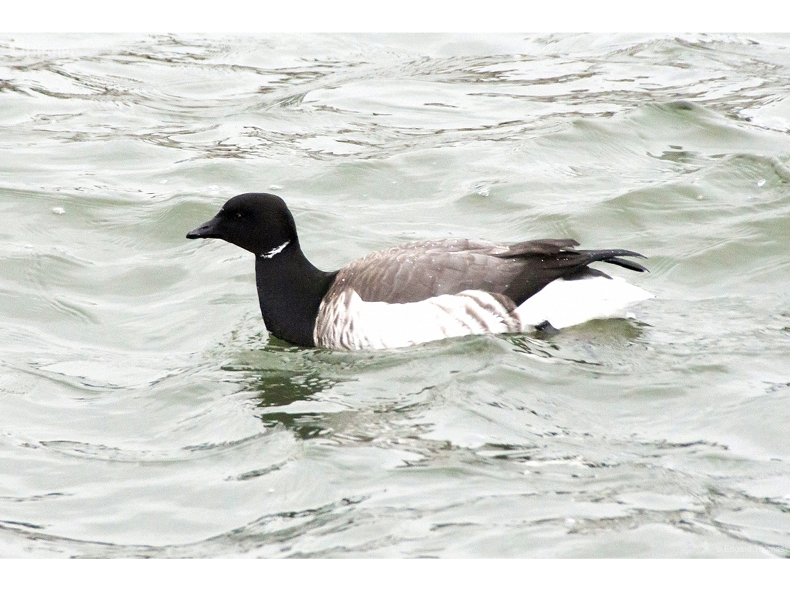 Branta bernicla